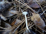 Hygrocybe russocoriacea image