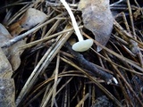 Hygrocybe russocoriacea image