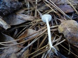 Hygrocybe russocoriacea image