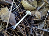 Hygrocybe russocoriacea image