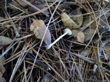 Hygrocybe russocoriacea image