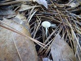 Hygrocybe russocoriacea image