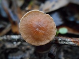 Rhizomarasmius pyrrhocephalus image