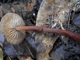 Rhizomarasmius pyrrhocephalus image