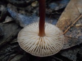 Rhizomarasmius pyrrhocephalus image