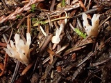 Aphelaria tuberosa image