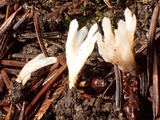 Aphelaria tuberosa image