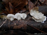 Gloeoporus dichrous image