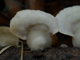 Gloeoporus dichrous image