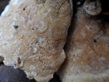 Gloeoporus dichrous image
