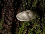 Hemimycena candida image