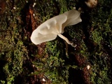 Hemimycena candida image
