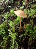 Galerina dimorphocystis image