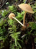 Galerina dimorphocystis image
