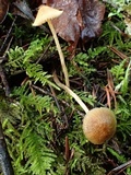 Galerina dimorphocystis image