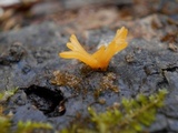 Calocera viscosa image