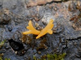 Calocera viscosa image