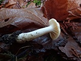Cuphophyllus pratensis image