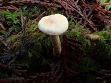 Cuphophyllus pratensis image