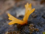 Calocera viscosa image