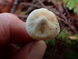 Cuphophyllus pratensis image