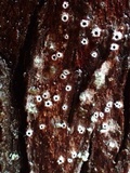 Stictis radiata image