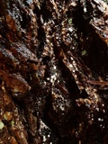 Propolis leonis image