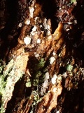 Propolis leonis image