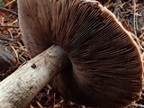 Agaricus hondensis image