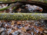 Dacrymyces capitatus image