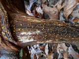 Dacrymyces capitatus image