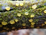 Dacrymyces capitatus image