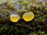 Dacrymyces capitatus image