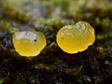 Dacrymyces capitatus image