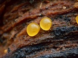 Dacrymyces capitatus image