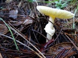 Amanita augusta image