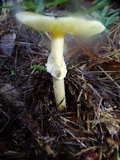 Amanita augusta image