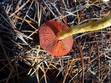 Cortinarius smithii image
