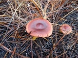 Cortinarius smithii image