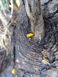 Dacrymyces stillatus image