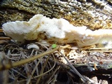 Antrodia serialis image