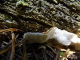 Antrodia serialis image