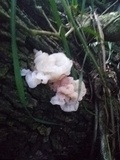 Ductifera pululahuana image
