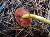 Cortinarius smithii image