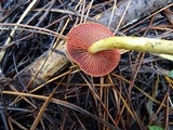 Cortinarius smithii image