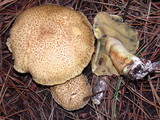 Suillus tomentosus image