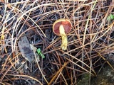 Cortinarius smithii image
