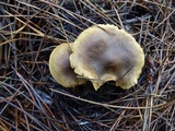 Cortinarius smithii image
