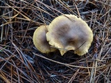 Cortinarius smithii image