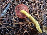 Cortinarius smithii image